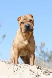 SHAR-PEI 536